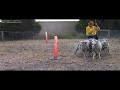 Tia Border Collie puppy Herding - 21 weeks old