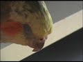 cockatiel pappagalli calopsitta calopsita calopsitas calopsite calopsitte pets parrot