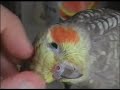 Cuddly cockatiel Cuddly cockatiel