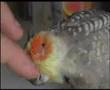 Cuddly cockatiel