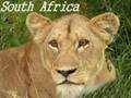 South Africa 