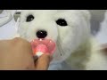 Paro Therapy Seal
