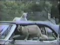 roky in an informal, unplugged b&w setting - thanks to youtuber meatrobot for informing me that it was recorder on june 1, 1983, by roky's mother evelyn at her house in austin, tx.

parts 2 and 3 are on here too.