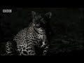 Rare scavenging wild cat -Jaguar - BBC Animals Rare scavenging wild cat -Jaguar - BBC Animals