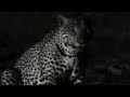 Rare scavenging wild cat -Jaguar - BBC Animals