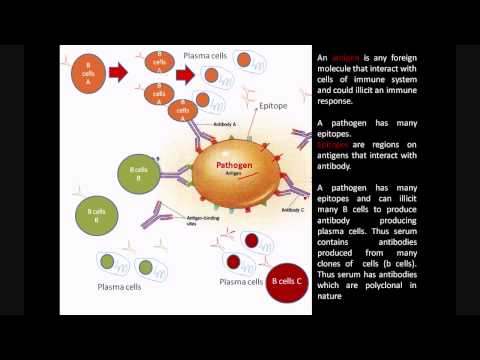 how to get more antibodies