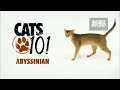 Abyssinian