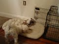 11/18/2008 The Pets at Night!  4056