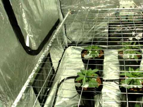 how to grow ebb and flow