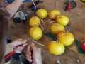 Lemons for Mr. Wizard