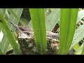 Baby Hummingbirds nest Baby Hummingbirds nest