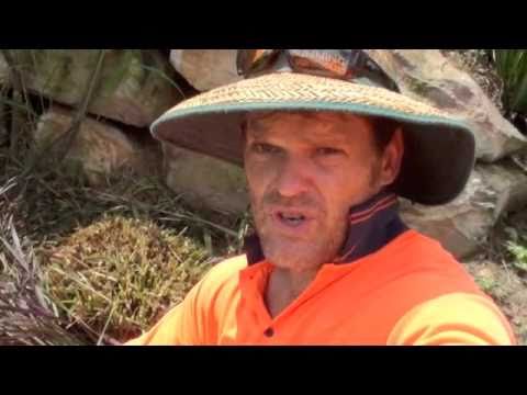 how to transplant zebra grass