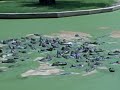 gator feed