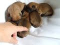 bébés shiba inu bébés shiba inu