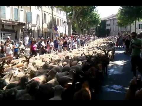 Transhumance 2012 Saint Rémy de Provence