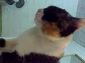 El Gato que da masajes.mp4