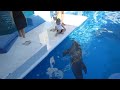 On our trip to Clearwater Beach, we had a chance to get up close and personal with Winter, the star of A Dolphin's Tale. Learn more about our trip here - www.thesuburbanmom.com