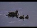 more ducks at lake