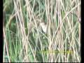 Reed Warbler (Acrocephalus scirpaceus) singing Reed Warbler (Acrocephalus scirpaceus) singing