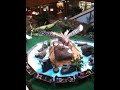 Giant Insects at Pearlridge