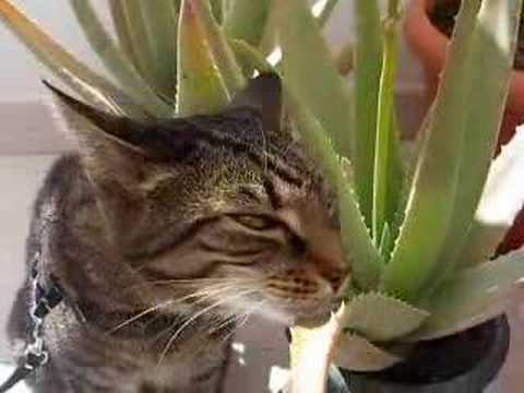 Spider rubs his face on Aloe Vera Plant
