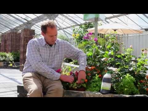 how to deadhead snapdragons