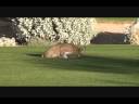 Lynx on Links in Arizona extended