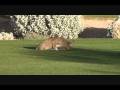 videos de Lynx on Links in Arizona extended