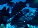 Shark Feeding Dive Fiji 5 July 2007