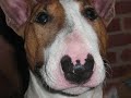 Bax The French Bull Terrier