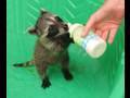 Wildlife Rehabilitation in America Part 1 of 3