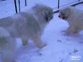 Romanian Mioritic Shepherd Dogs playing Romanian Mioritic Shepherd Dogs playing