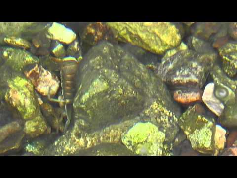 how to isolate cyanobacteria