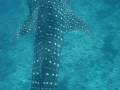 Whale shark and Daniel