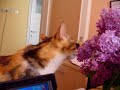 Leylak Yiyen Kedi