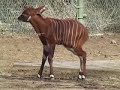 Endangered Eastern Bongo Calf Born at Denver Zoo Endangered Eastern Bongo Calf Born at Denver Zoo