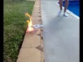 sparkla bomb sparkla bomb