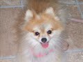 Scooby and Silvy - The theme song from Ice Castles the movie Scooby and Silvy - The theme song from Ice Castles the movie