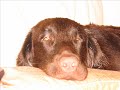 Barley The Flat Coated Retriever