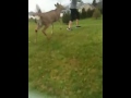 Young buck attempts to mate with blonde teen