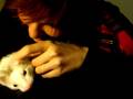 Apollo the Ferret Part2