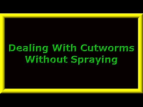 how to get rid cutworms
