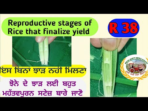 Reproductive Stage of Rice/Basmati that finalizes yield (ਝੋਨੇ ਦਾ ਝਾੜ ਨਿਰਧਾਰਿਤ ਕਰਨ ਵਾਲੀ ਸਟੇਜ)Shergill