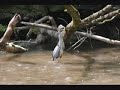 Blue Heron