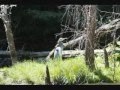 Blue Heron