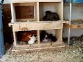 Chickens and Kittens Chickens and Kittens