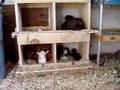 Chickens and Kittens