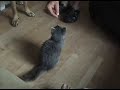 Bella the cat learning to sit