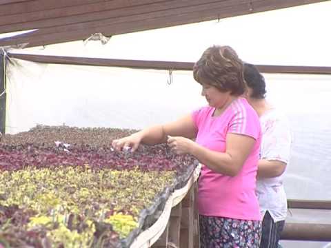 Просмотр видео