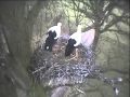 Confusion at the European White Stork Nest
